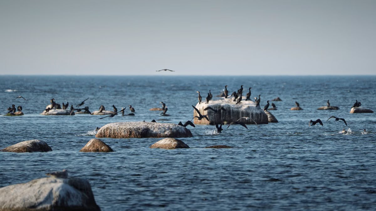 A flock of cormorants perched on coastal rocks in Lohusalu, Estonia.