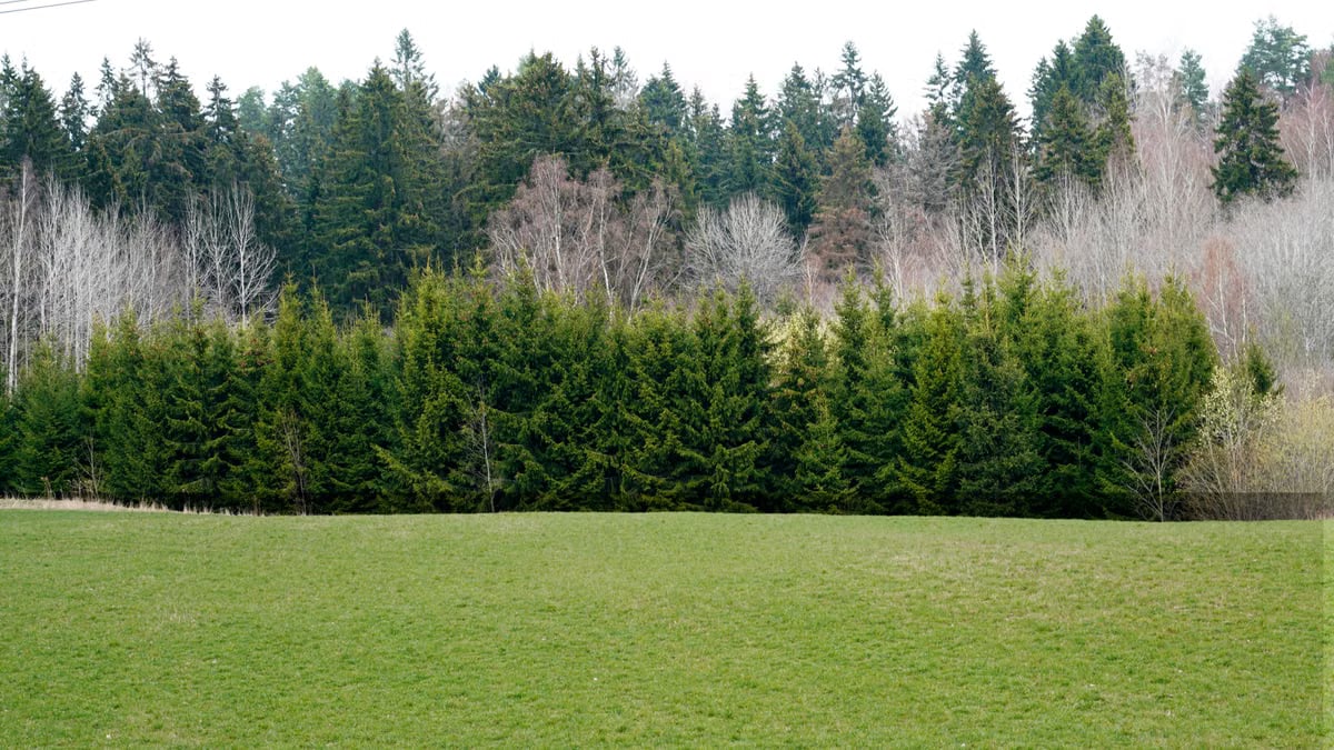 Lush green conifers on the edge of a forest with an open grassy field in springtime.